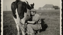 Eli Asscher aan het melken - ca. 1938